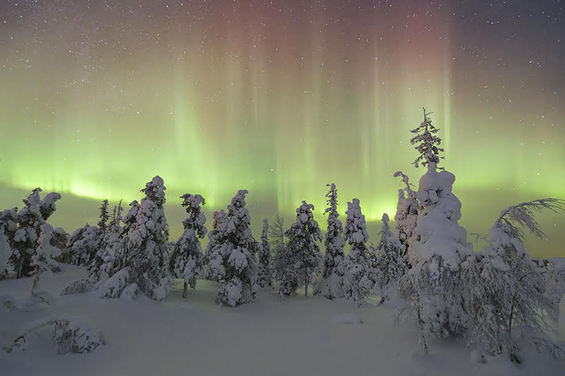 Aurores boréales en Laponie finlandaise - Ciel vert et violet au-dessus de la forêt enneigée - Mars 2027